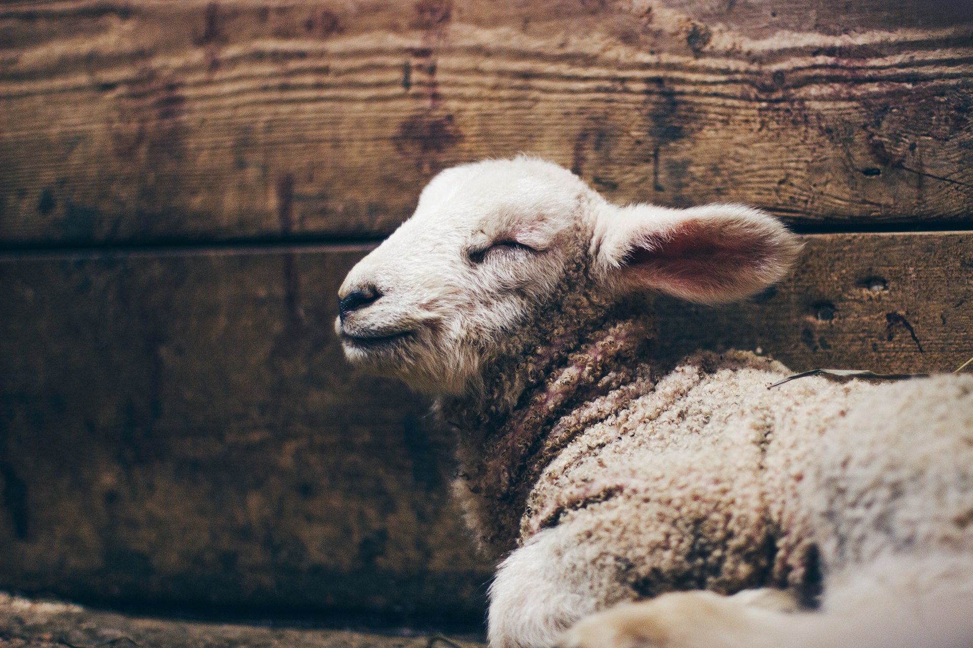 a close up of a sheep laying on the ground